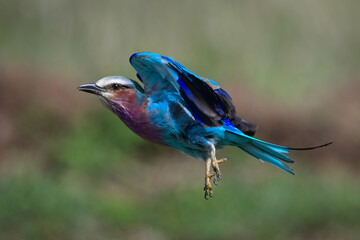 Lilac-breasted roller takes off from grassy plains