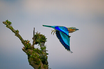 Lilac-breasted roller taking off from mossy bush