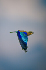 Lilac-breasted roller flies through sky dropping wings