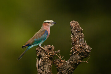 Lilac-breasted roller perches in profile on bush