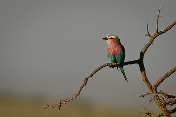 Lilac-breasted roller with catchlight on dead thornbush