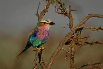 Lilac-breasted roller with catchlight perches on thornbush