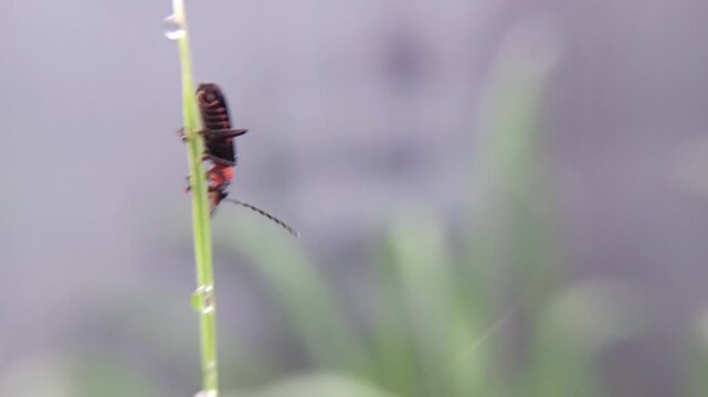 macro soldier beetle (cantharis) on a leaf with a blurry background, adult hunts other insects, often waiting on flowers for potential prey to arrive. The larvae hunt snails and worms