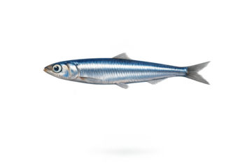 Shiny sardine with transparent background for creative design projects.