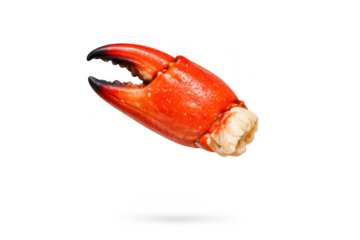Delicious red crab claw isolated on transparent background studio shot.
