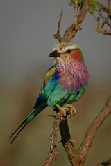 Lilac-breasted roller with catchlight perching on thornbush