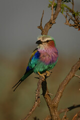 Lilac-breasted roller with catchlight turns toward camera