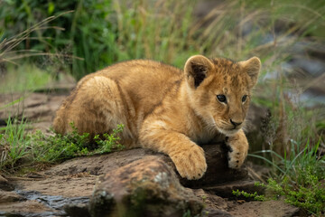 Lion cub lies staring from grassy rock