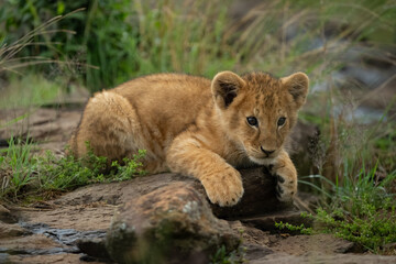 Lion cub lies with catchlight on rock