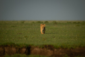 Lion cub walking across plain toward camera