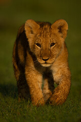 Lion cub walks toward camera lifting paw