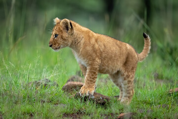 Lion cub with catchlight leans on rock