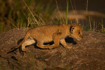 Lion cub with catchlight walks over rock