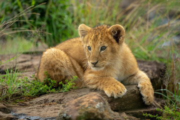 Lion cub with catchlights lies looking round