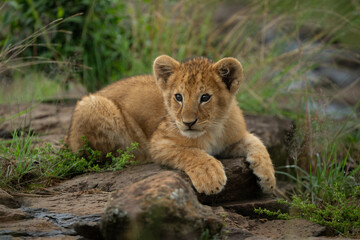 Lion cub with catchlights lies turning head