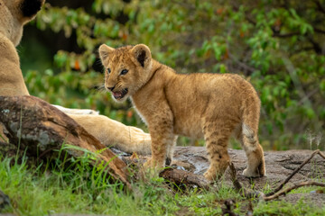 Lion cub with catchlights stands turning head