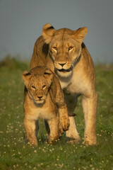 Lioness follows cub over grass toward camera