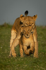 Lioness chases cub over grass toward camera