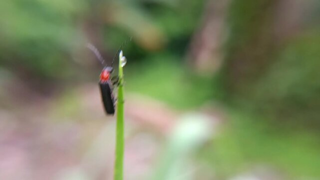 macro soldier beetle (cantharis) on a leaf with a blurry background, adult hunts other insects, often waiting on flowers for potential prey to arrive. The larvae hunt snails and worms
