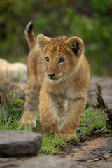 Lion cub with catchlights walks toward camera