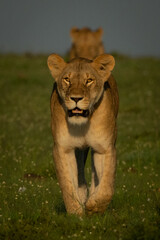 Lioness walks toward camera followed by cub