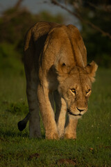 Lioness stands on grass holding head low