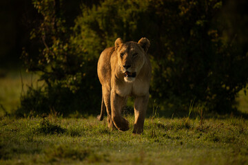 Lioness with catchlight crosses grass toward camera