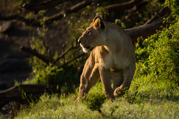 Lioness walks up grassy bank turning head