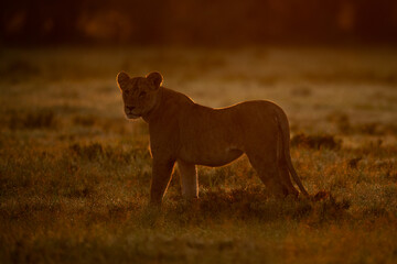 Lioness stands backlit on grass at dawn