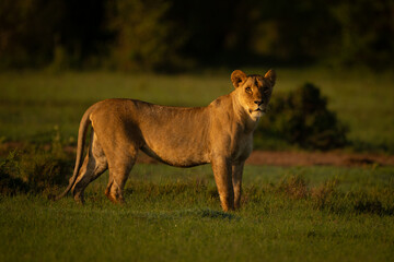 Lioness stands turning head to watch camera