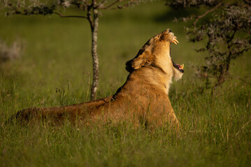Lioness lies in tall grass yawning widely