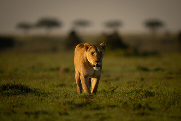 Lioness with catchlight crosses grassland towards camera