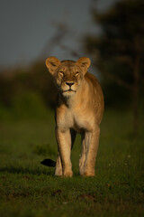 Lioness with catchlight stands on grassy plain