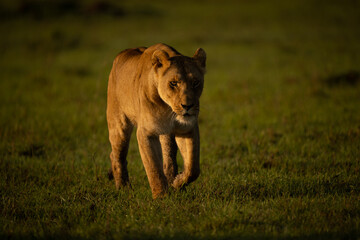 Lioness with catchlight crosses grass towards camera