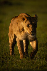 Lioness with catchlight crossing grass towards camera