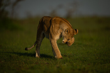 Lioness stands on grass pawing at face