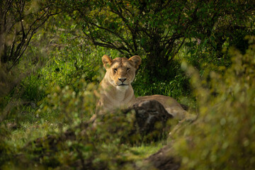 Lioness lies looking at camera from rock