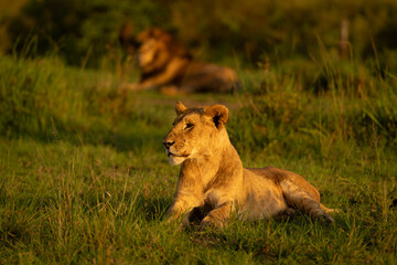 Lioness lies on grass near male lion