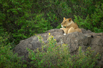 Lioness lies staring on rock in bushes