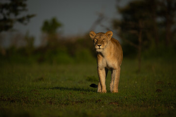 Lioness stands on grass looking towards camera