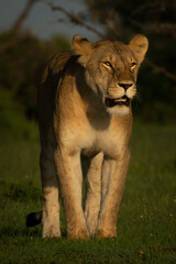 Lioness stands on grass staring straight ahead