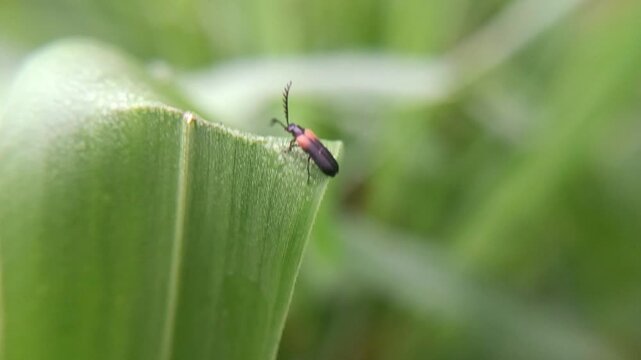 macro soldier beetle (cantharis) on a leaf with a blurry background, adult hunts other insects, often waiting on flowers for potential prey to arrive. The larvae hunt snails and worms
