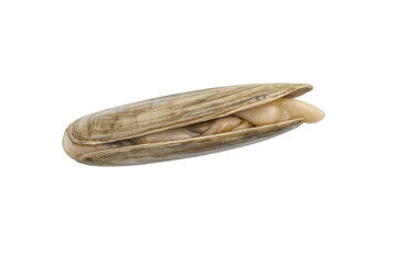 Obraz premium Razor clam with open shell against transparent background studio shot.