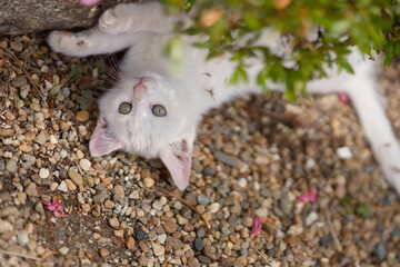 5月、すくすく育つ白い仔猫