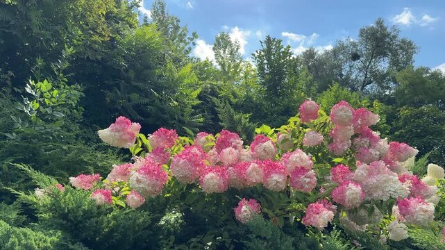 Hydrangea bush beautiful blooming shrub in the park.