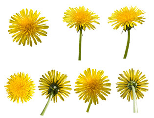 Collection of yellow dandelion flowers showing different views and stages of growth in natural light
