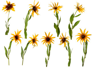 Flowers in bright yellow colors arranged in a group showing different angles and positions of each flower