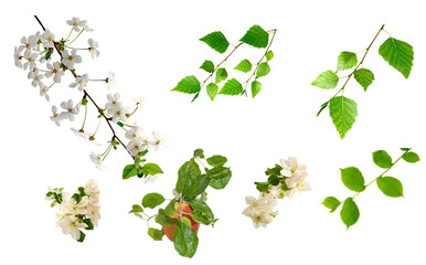 Flowers and leaves arranged on a white background showing different types in spring nature