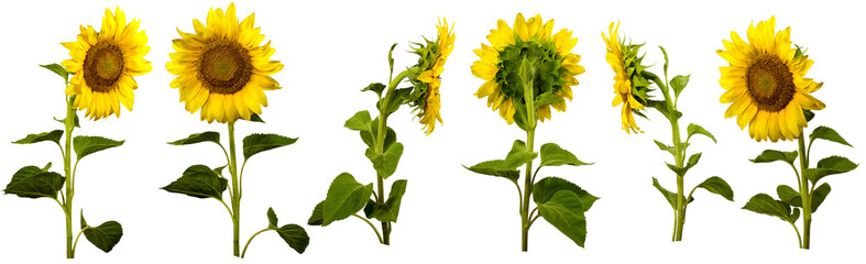 Sunflowers grow and bloom in stages from bud to full flower in a garden setting