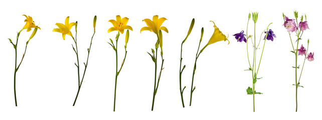 Different types of flowers showing various colors and shapes arranged in a line on a white background